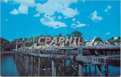 Cartes postales moderne Nesting Platforms in Bird City Jungle Gardens Avery Island Louisana