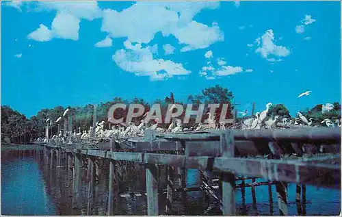 Cartes postales moderne  Nesting Platforms in Bird City Jungle Guardens Avery Island Louisana