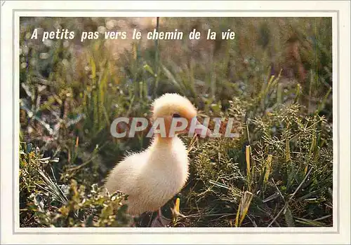Cartes postales moderne Oiseau Saturnin