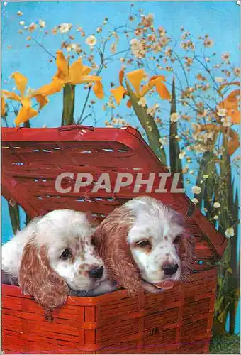 Cartes postales moderne Deux Chiens