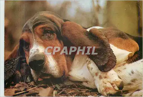 Moderne Karte Chiens