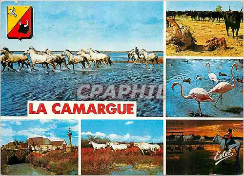 Cartes postales moderne La Camargue Passage de cnevaux Marade de taureaux Flamants Pont du Maure et Croix du Gradian Che