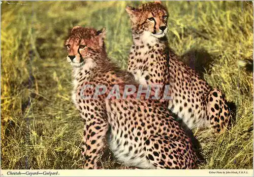Cartes postales moderne Le Guepard L'animal le plus rapide du monde