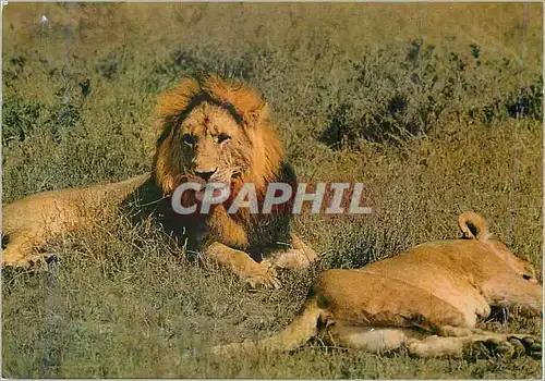 Cartes postales moderne Lion (deux lions)