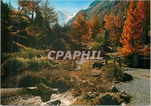 Cartes postales moderne Valle d'Aosta Cogne Valnontey Jardin Botanique