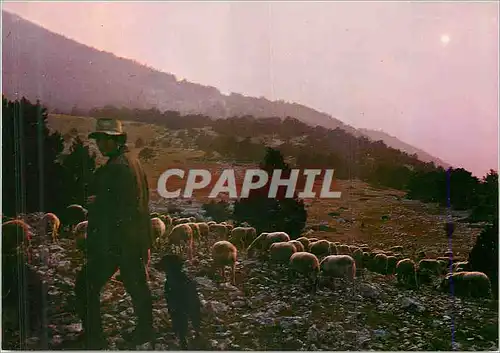 Cartes postales moderne Les Belles Images de Provence  Berger et son troupeau au coucher du soleil Moutons
