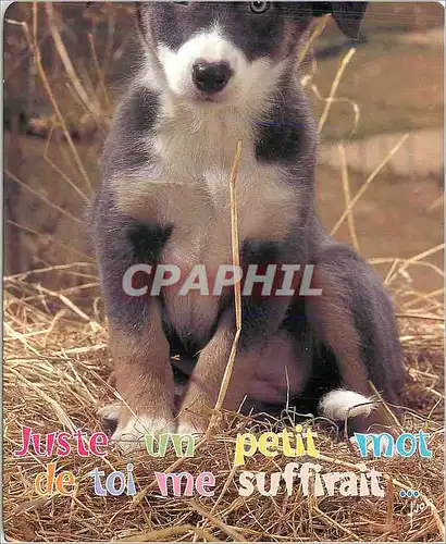 Cartes postales moderne Animaux chiens