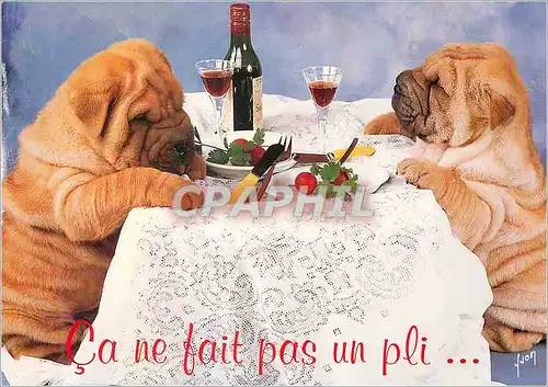 Cartes postales moderne Animaux chiens