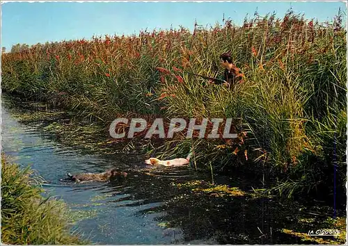 Cartes postales moderne Chasse aux canards