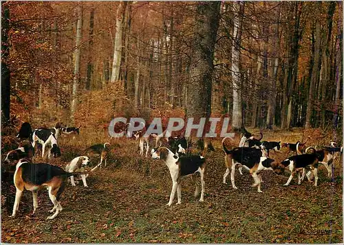 Cartes postales moderne Paysage de France La Meute en Foret De la depouille de nos bois L'automne avait jonche la terre