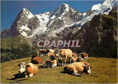 Cartes postales moderne Boeuf Suisse