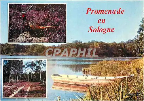 Moderne Karte Promenade en Sologne Perdrix Chasse