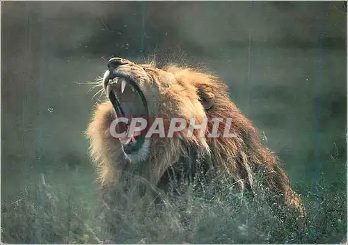 Moderne Karte Lion Simba