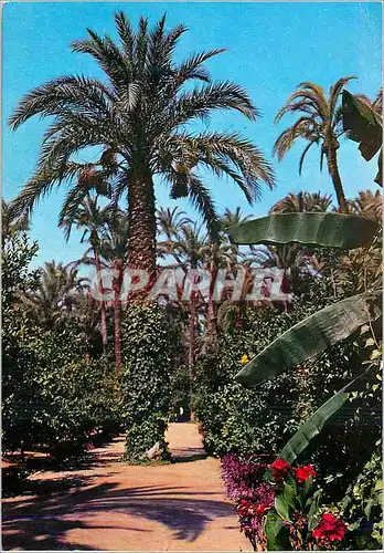 Cartes postales moderne Elche Parc Municipal Promenade des Orangers