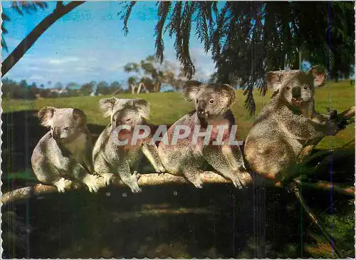 Cartes postales moderne Koalas Australia