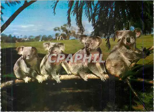 Moderne Karte Koalas Australia