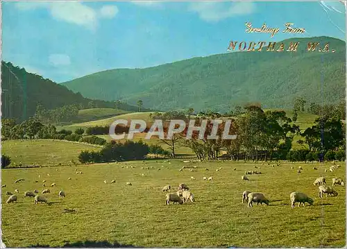 Cartes postales moderne Australia Norham W A