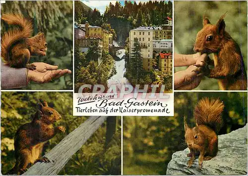 Cartes postales moderne Bad Gastein Tierleben auf der kaiserpromenade