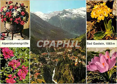 Cartes postales moderne Bad Gastein Alpenblumengrube