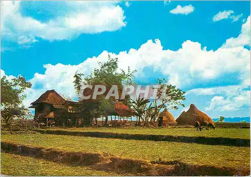 Cartes postales moderne A Philippine Nipa Hut