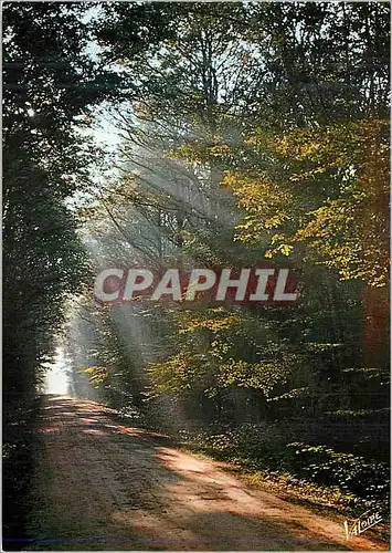 Cartes postales moderne En Sologne Contre Jour