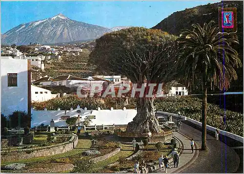 Moderne Karte Icod de Los Vinos Tenerife El Drago millenario