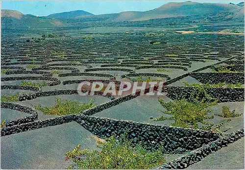 Cartes postales moderne Lanzorote Vignes dans zone sud