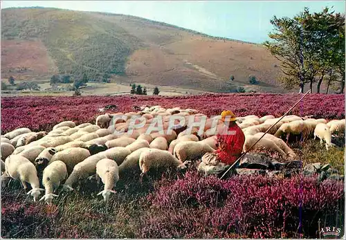 Cartes postales moderne Le Limousin Pittoresque Les Monedieres Moutons Elevage