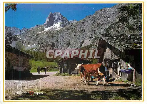 Cartes postales moderne Saluts de Tyrol Vache