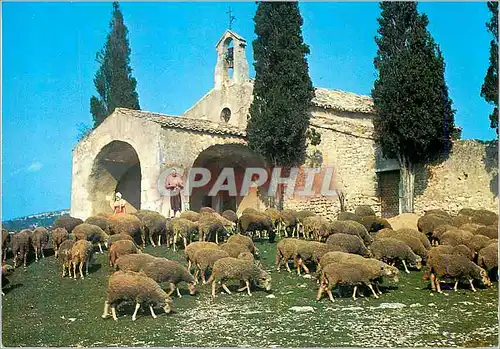 Moderne Karte Les Belles Images de Provence Moutons devant la Chapelle St Sixte a Eygalieres Moutons