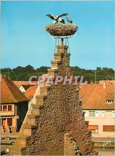 Cartes postales moderne Couleurs et Lumiere de France L'Alsace Ostheim (Haut Rhin) Nid de Cigognes