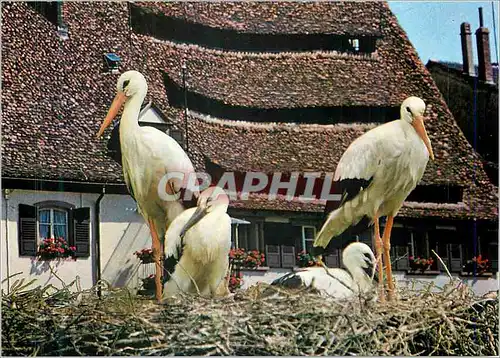 Cartes postales moderne Cigognes d'Alsace