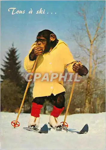 Cartes postales moderne Animaux singe Ski Chimpanze