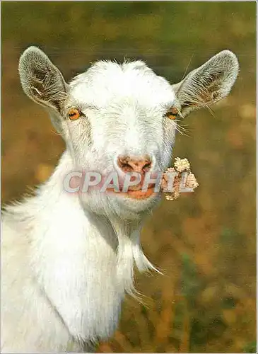 Cartes postales moderne Chevre
