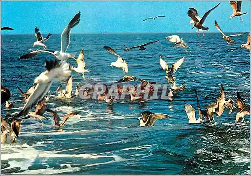 Cartes postales moderne Oiseau