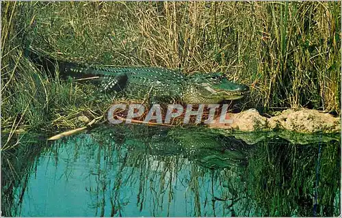 Cartes postales moderne Alligator Everglades National Park Florida Crocodile