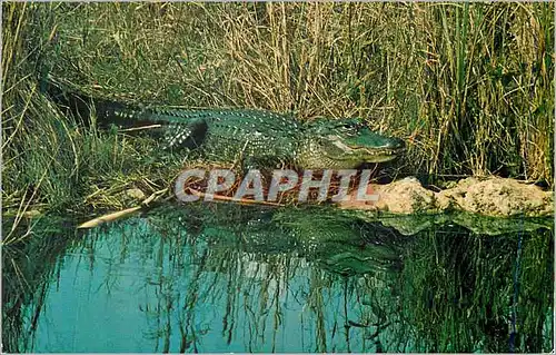 Moderne Karte Alligator Everglades National Park Florida Crocodile