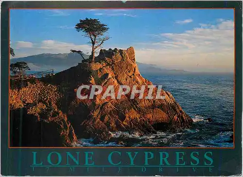 Cartes postales moderne Mile Drive Lone Cypress 17 Mile Drive California