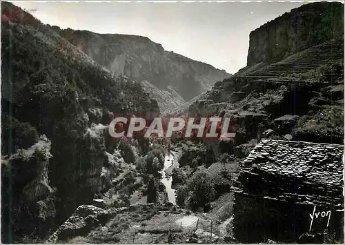 Cartes postales moderne Canon de la jonte Vue prise du belvedere des Terrasses