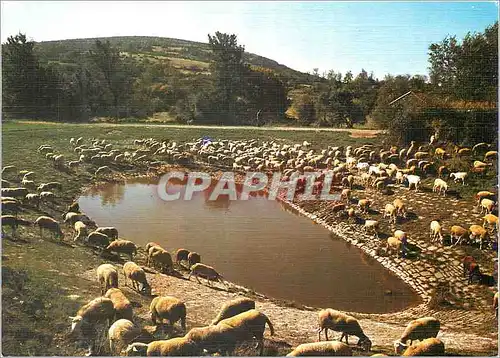 Cartes postales moderne Le troupeau autour d'une lavogne Moutons En parcourant les Causses