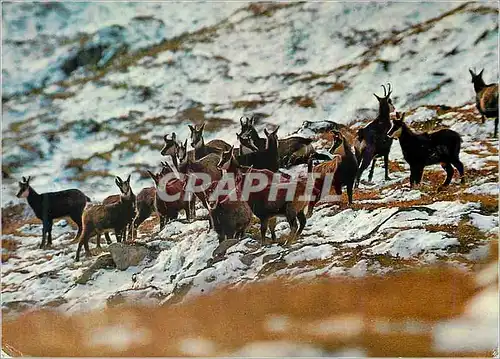 Cartes postales moderne Chamois Animaux