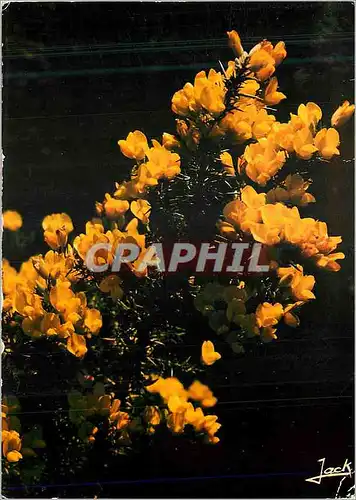 Cartes postales moderne Couleurs de Bretagne Fleur d ajonc