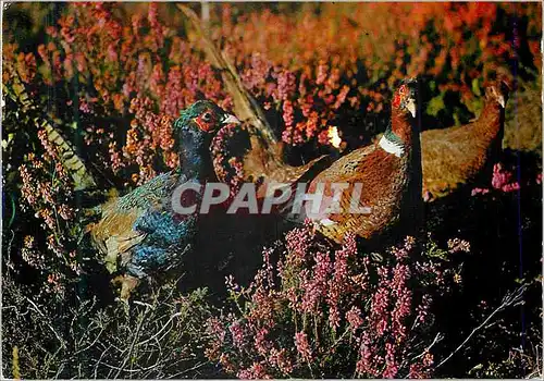 Cartes postales moderne Rencontre en Sologne Perdrix Chasse