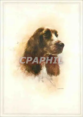 Cartes postales moderne Chien