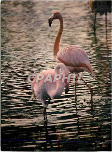 Cartes postales moderne La Camargue Pays de ciel bleu et de mirages Flamants roses