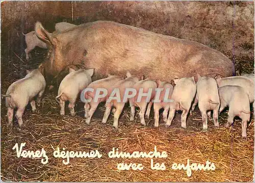 Cartes postales moderne Venez dejeuner dimanche avec les enfants Cochons Porcs
