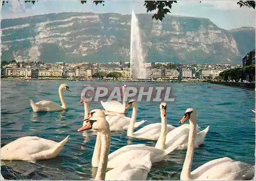 Cartes postales moderne Geneve Vue sur la Ville et le Saleve Cygnes