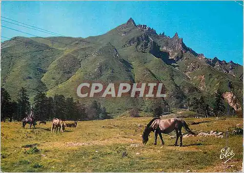 Cartes postales moderne Mont Dore P de D Les chevaux au paturage au pied du Sancy