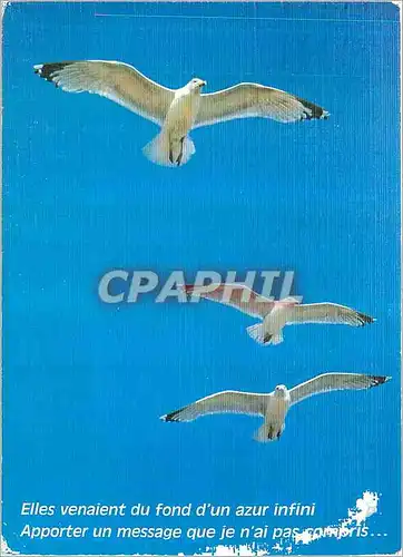 Cartes postales moderne Elles venaient du fond d un azur infini