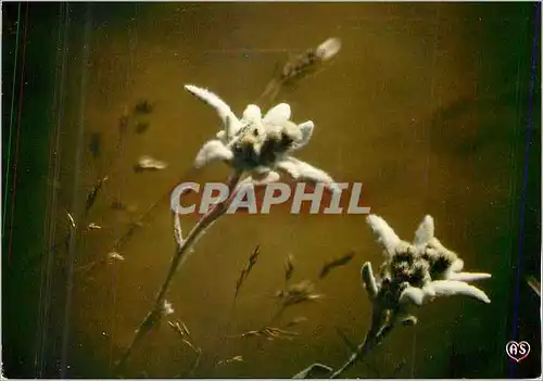 Cartes postales moderne Parc de la Vanoise L Edelweiss fleur sauvage